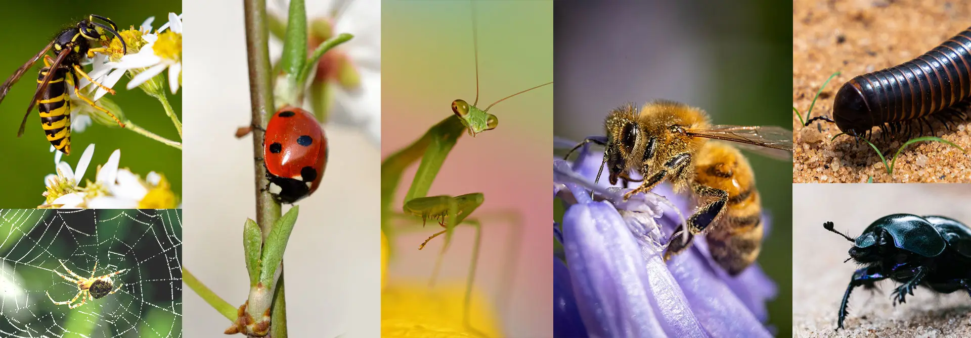 Insectos en el Real Cortijo de San Isidro