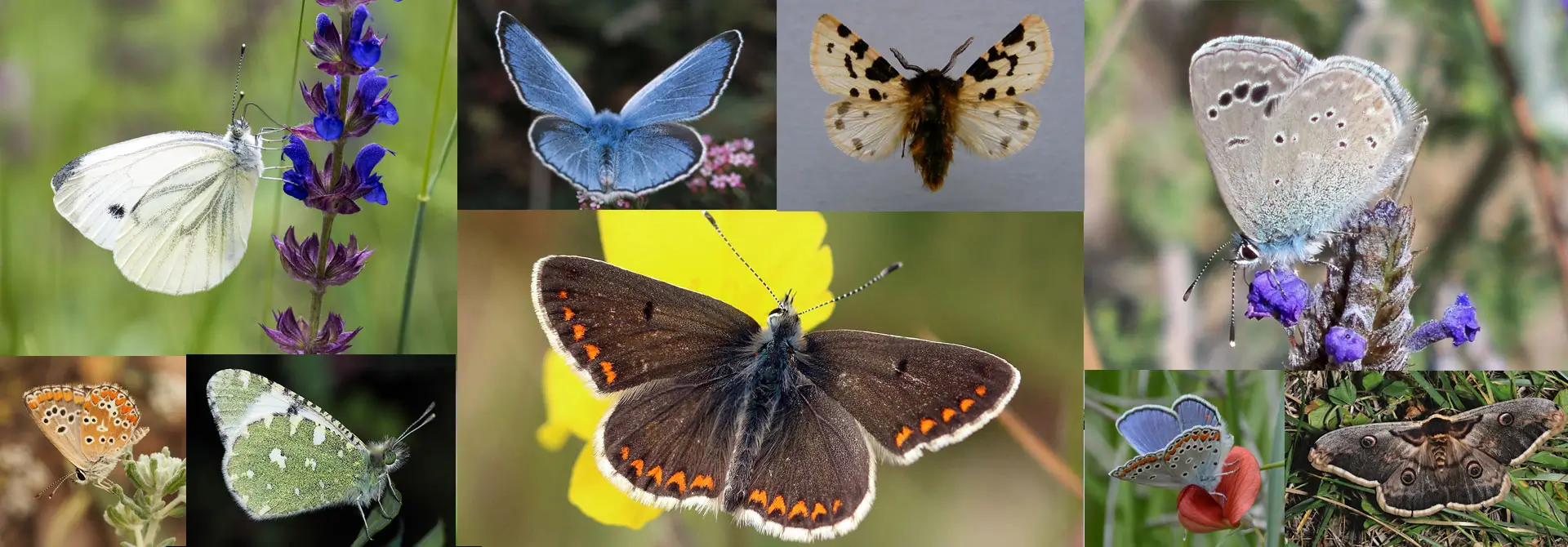 Mariposas en el Real Cortijo de San Isidro